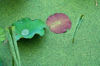 《街头霸王6》IGN 9分 新老粉丝必玩一作